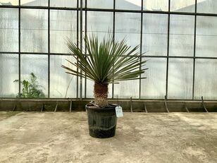 саженец декоративного кустарника palmboom (Yucca Rostrata)